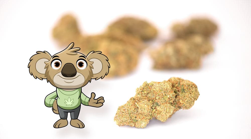 erba legale cbdabassocosto testata da cannallight