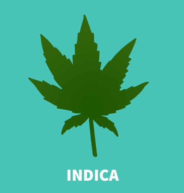 cannabis indica