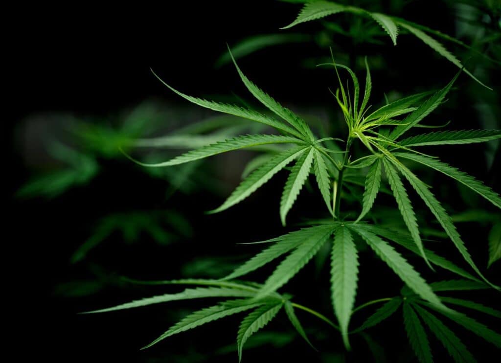 cannabis legale