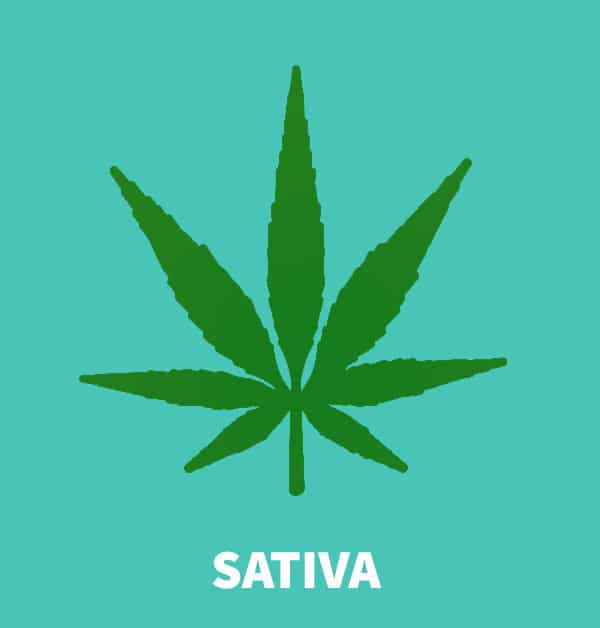 cannabis sativa