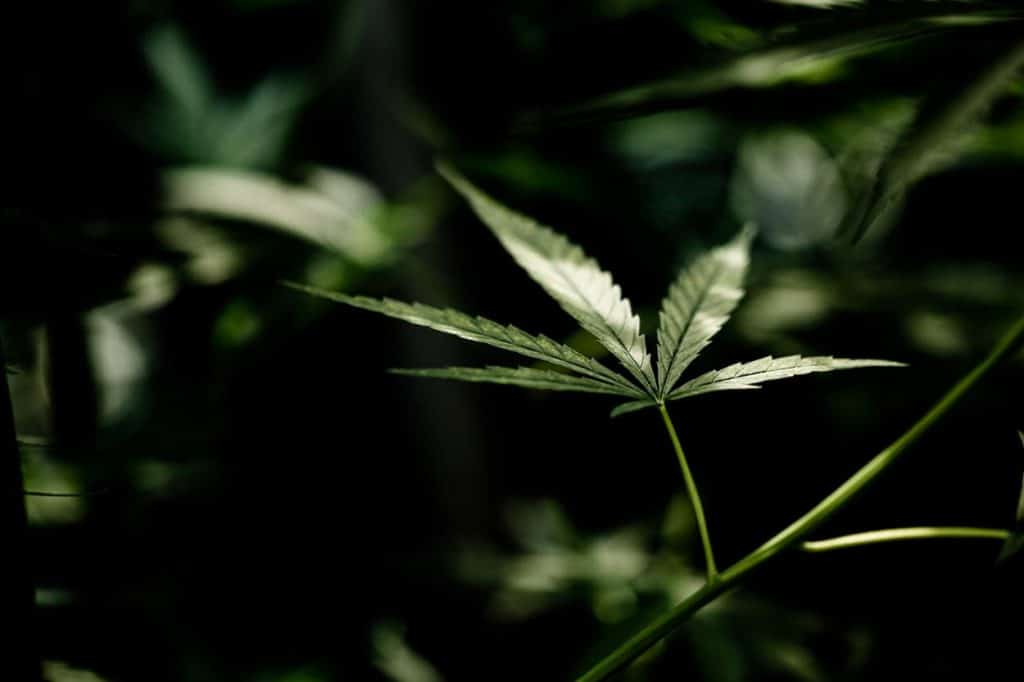 cbd cannabidiolo