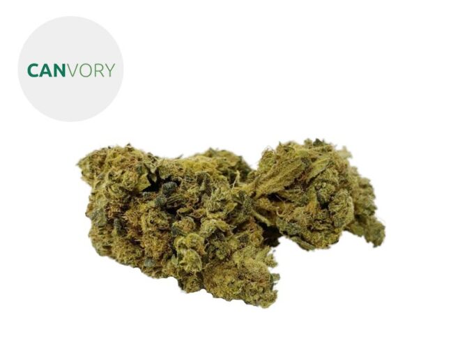Amnesia Haze CBD 5% - Canvory