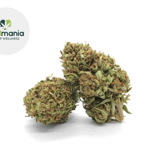 Sweet Cheese CBD 11