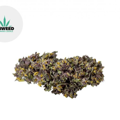 Deep Purple CBD 9