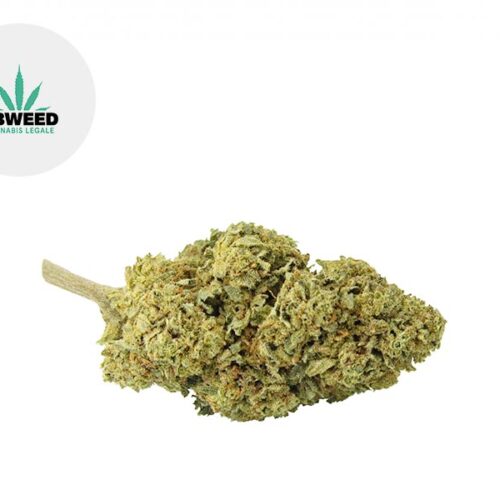 Critical Mass CBD 6