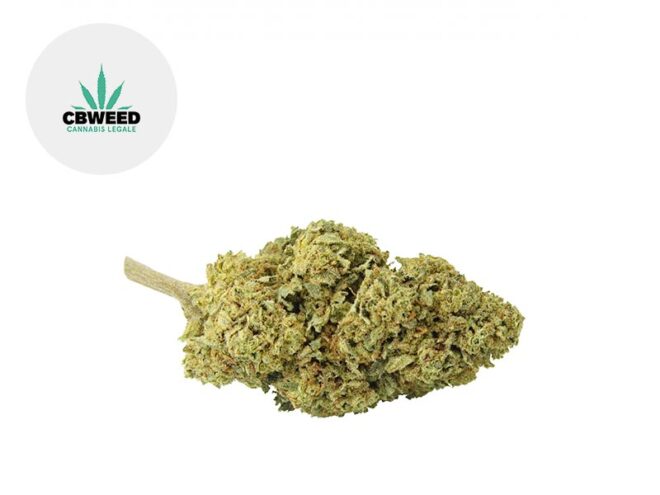 Critical Mass CBD 6