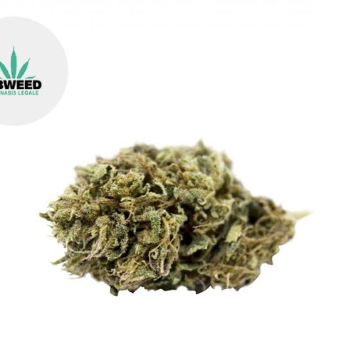 Blue Cheese CBD 4