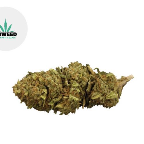 OG Kush CBD 11