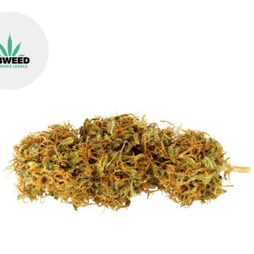 Orange Haze CBD 14
