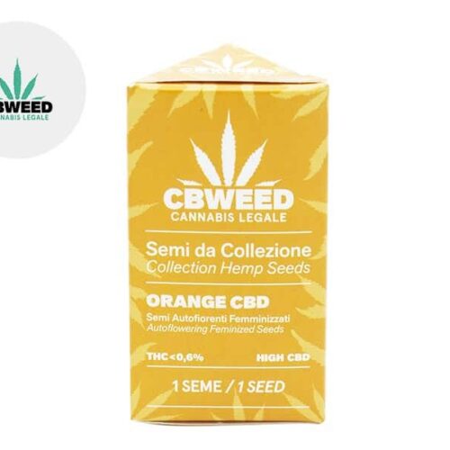 Semi Orange Bud CBD auto - Cbweed