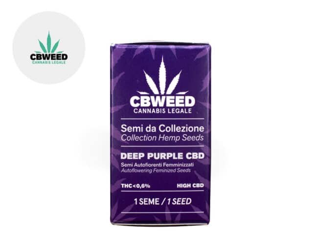 Semi Deep Purple CBD auto - Cbweed