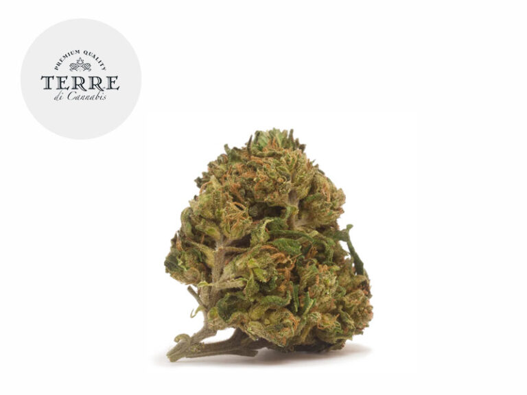 AK47 CBD 20% - Terre di Cannabis