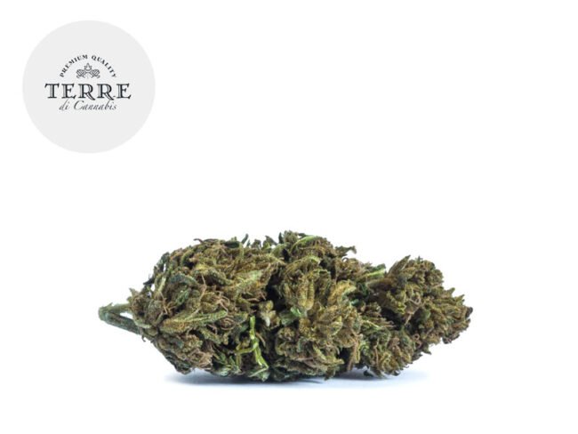 Amnesia Haze CBD 22% - Terre di Cannabis