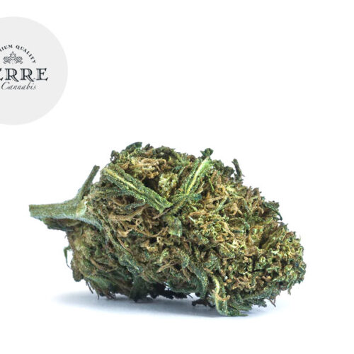White CBG 20% - Terre di Cannabis
