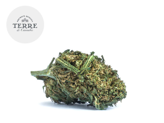 White CBG 20% - Terre di Cannabis