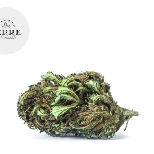 Jack Frost CBD 20% - Terre di Cannabis