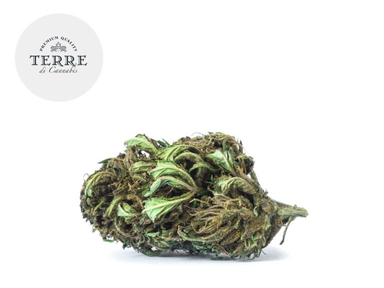 Jack Frost CBD 20% - Terre di Cannabis