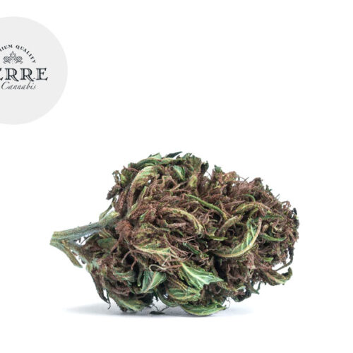 Purple Haze CBD 22% - Terre di Cannabis