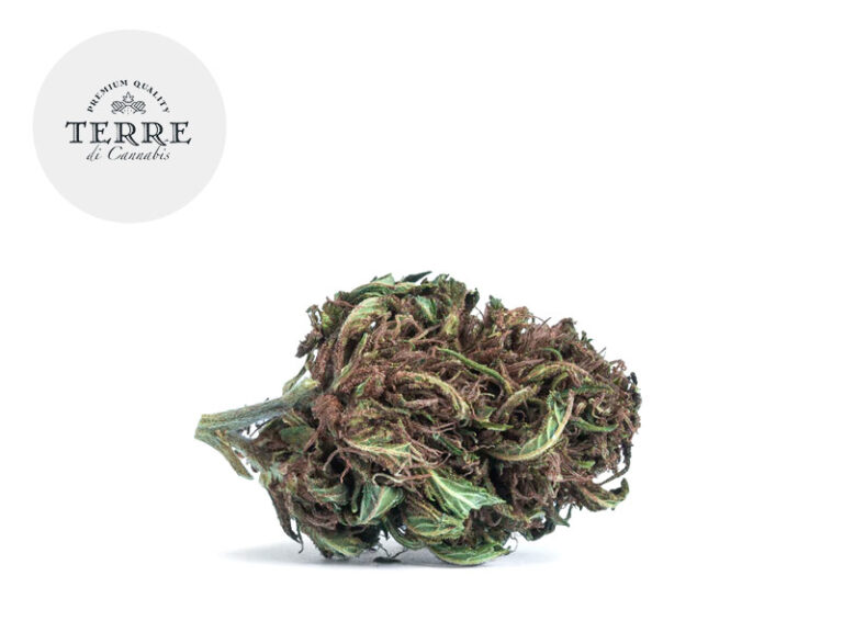 Purple Haze CBD 22% - Terre di Cannabis