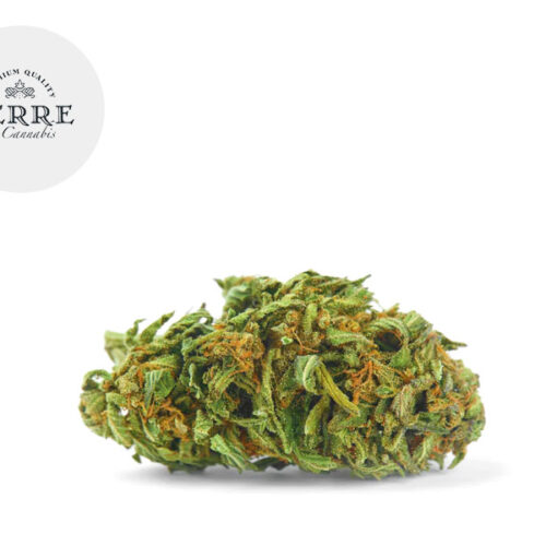 Silver Haze CBD 18% - Terre di Cannabis