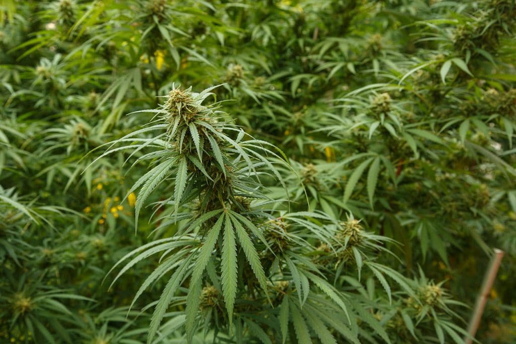 fiore cbd 01