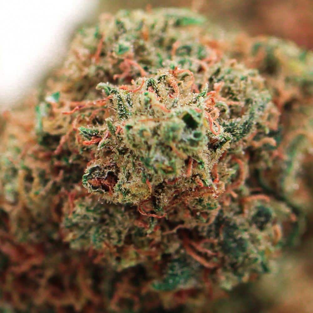 fiore cbd