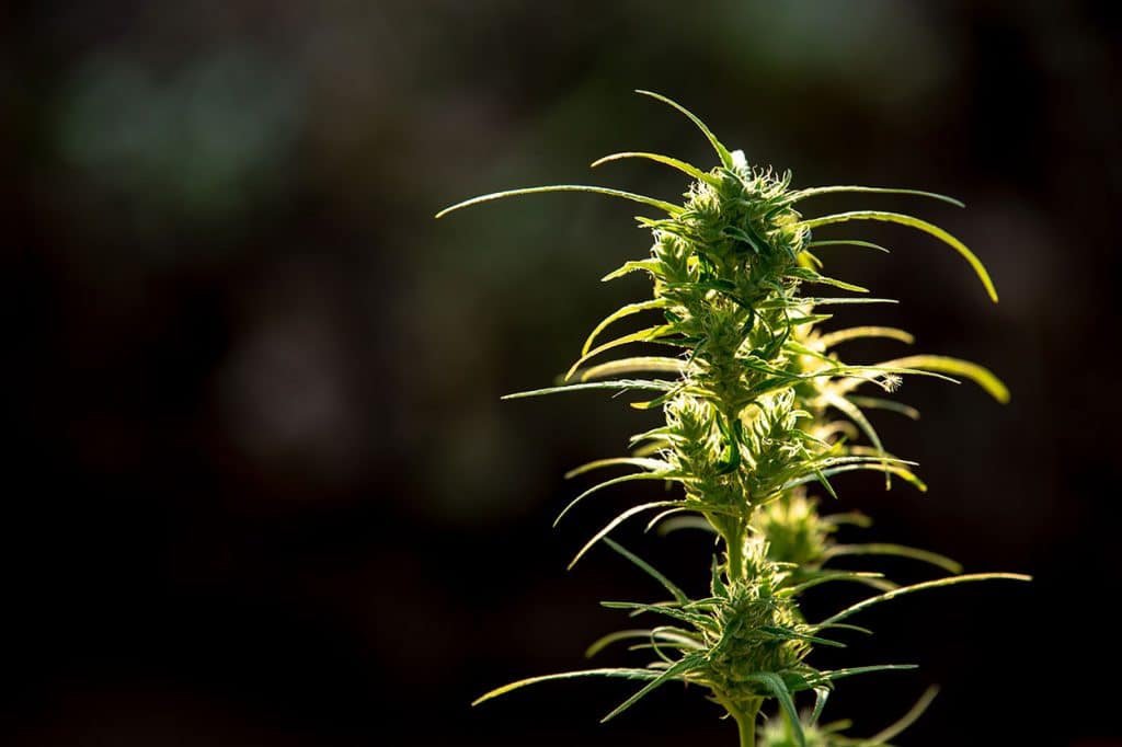 fiore cbd indica