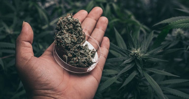 fiore CBD