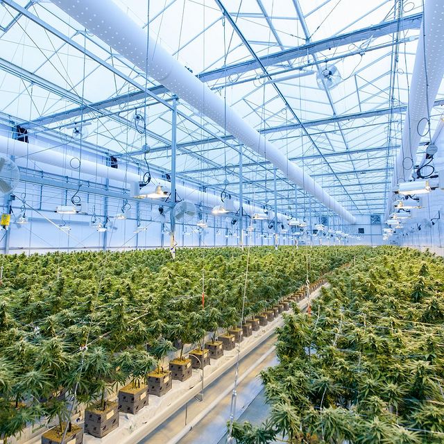 justbob cbd