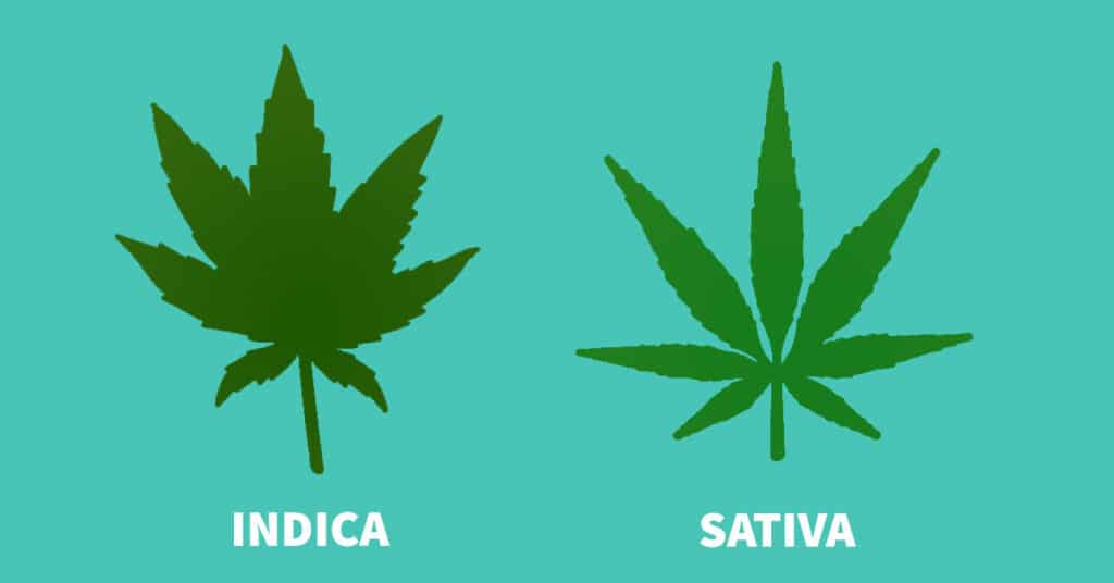 sativa vs indica