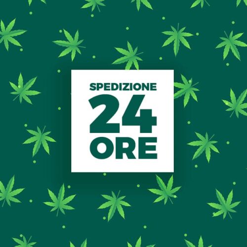 spedizione 24 ore