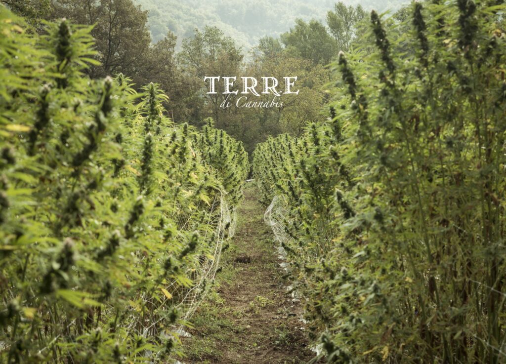terre di cannabis campi