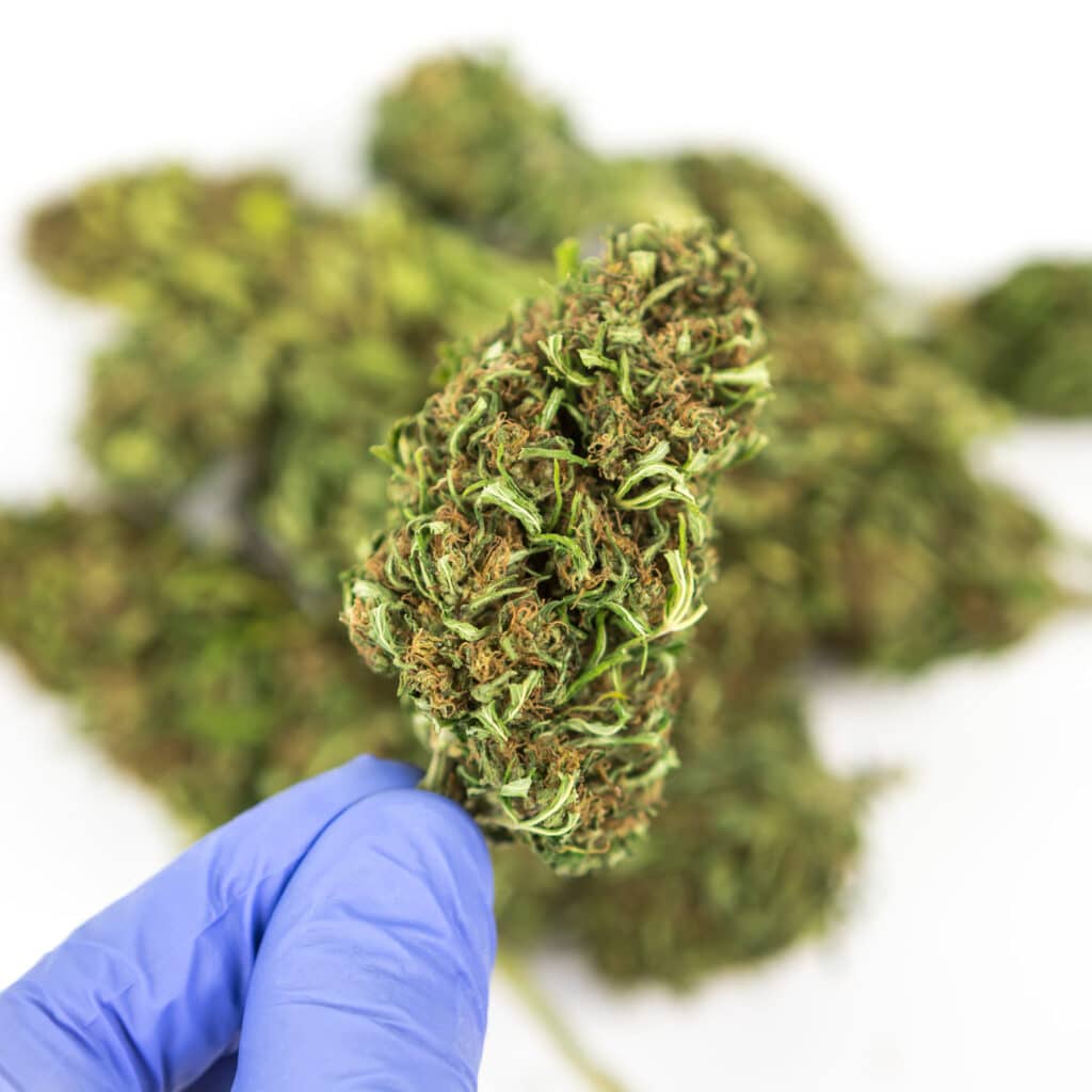 terre di cannabis erba legale